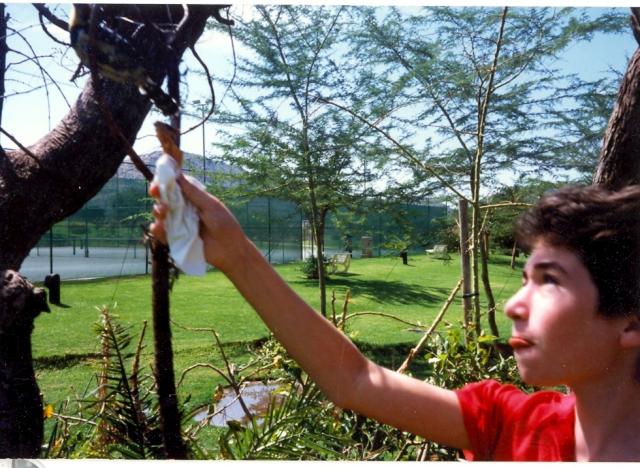 Offering his ice cream to crested barbet