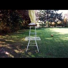 Trying to shake the Rugby Ball and Cricket Bat out of the Tree