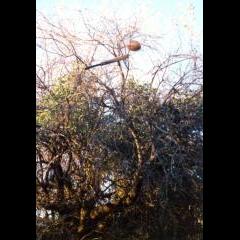 The Cricket Bat also got stuck in the Tree trying to dislodge the Rugby Ball